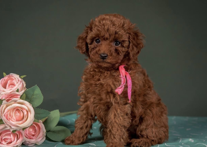 Toy poodle red brown Kore mini yavrularımız